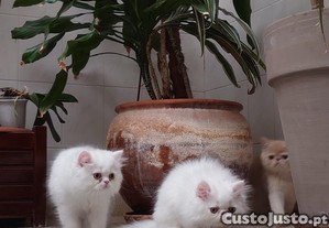 imagem_4