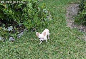 Chihuahua fmea de pelo longo disponvel para entrega imediata
