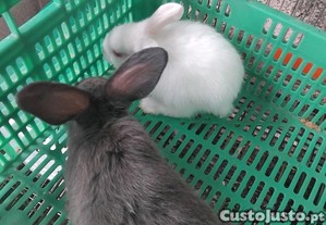 Coelhos 2 machos