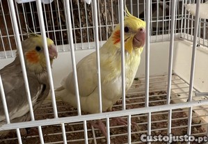 Caturras criadas a mo