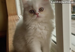 imagem_2