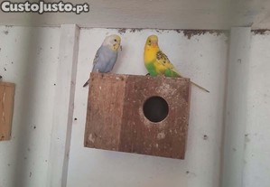 Casal de piriquitos