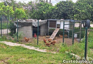 imagem_14
