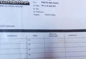 Gueixo