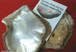 Concha-Pinctada margaritifera (par) 8-9cm