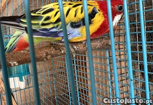 Procura: Rosela troco por outras aves