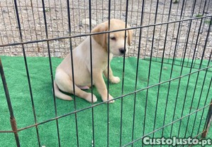 Labrador fmea