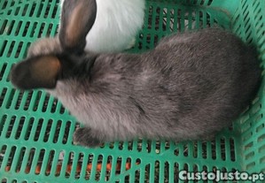 imagem_2
