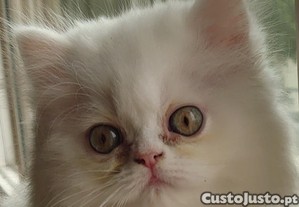 imagem_7
