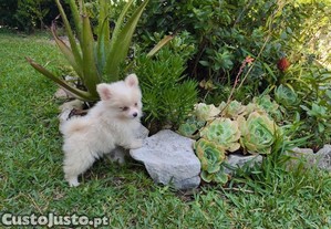 Spitz alemo ano fmea Lulu da Pomernia criado em ambiente familar