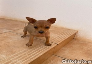 Pinscher macho castanho
