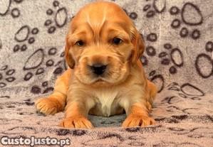 Cachorros Cocker spaniel