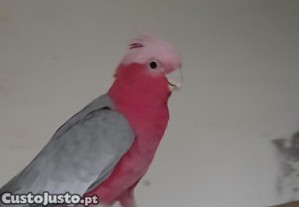Casal reprodutor Galah Lutino
