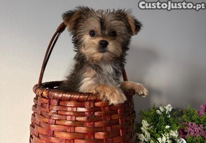 imagem_2