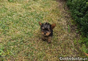 Yorkshire Terrier mini criado em ambiente familiar