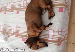 imagem_3