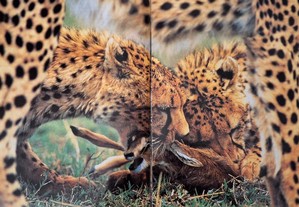 imagem_2