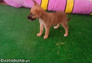 Cachorrinha porte pequeno