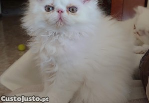 Gatos Persa
