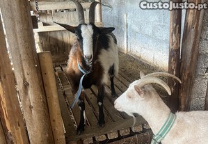 3 cabras de leite e uma cabrita