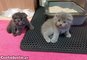 Gatinhos scottish