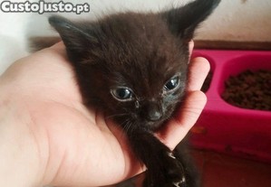 Dou casal de gatos
