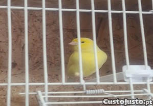 Canario macho