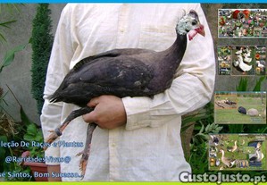 imagem_2