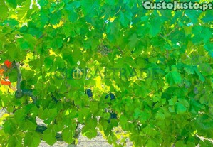 imagem_15