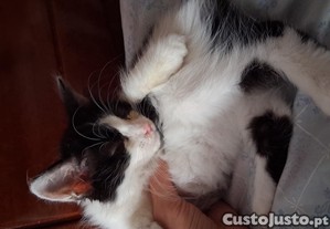 imagem_4