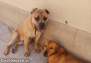 Grtis para adopo