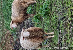 Casal de ovelhas ile de france