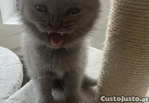 Scottish Fold