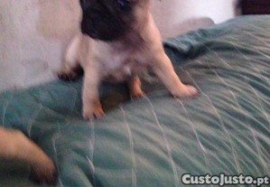 imagem_4
