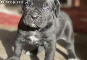 imagem_1