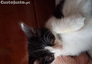 imagem_7