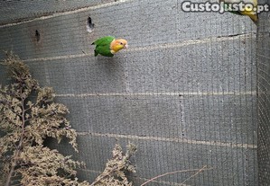 imagem_2