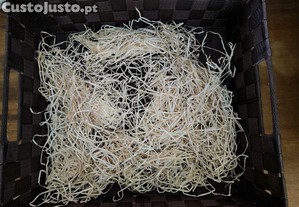 imagem_6
