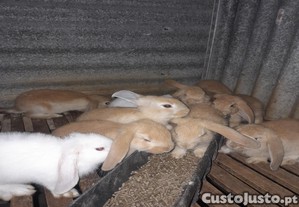 Coelhos
