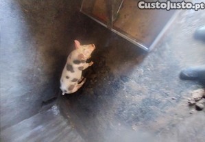 imagem_2