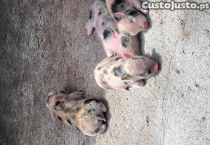 imagem_1