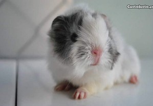 imagem_11