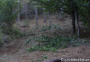 Mata com pinheiros e castanheiros bravios