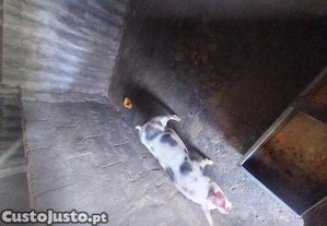 Marroas para dispensar