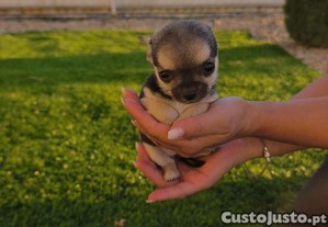 imagem_4