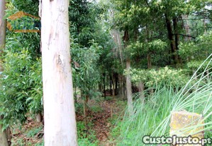 imagem_9
