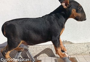 Bull Terrier tricolor
