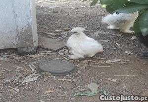 Galinhas sedosas do japon