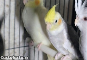 imagem_2