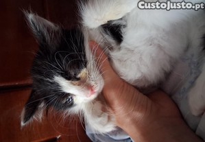 imagem_6